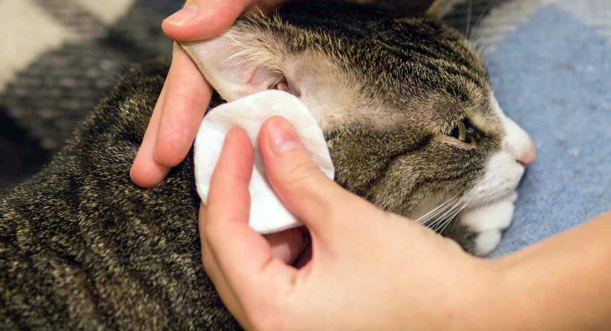 Как правильно чистить уши кошкам.