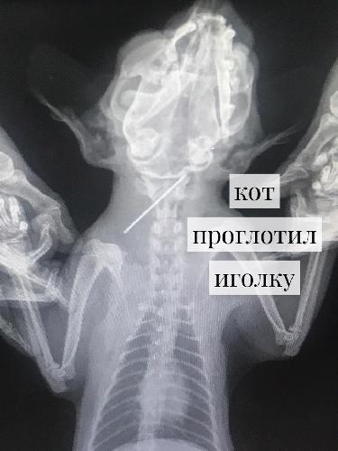 Истории наших пациентов: кот проглотил иголку